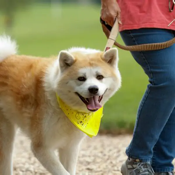 A dog wearing a yellow pack walk bandana