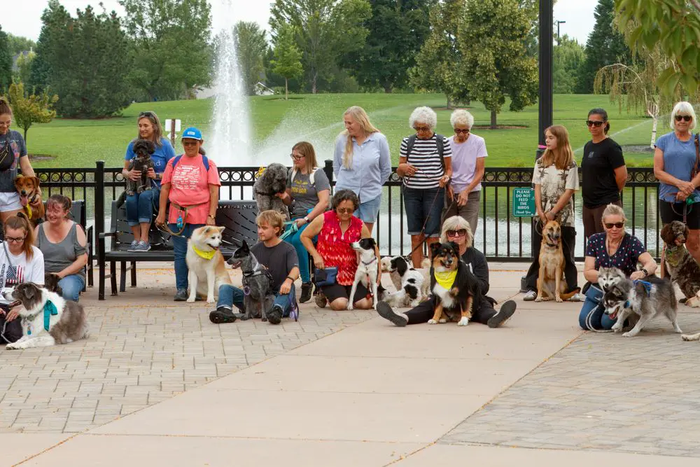A pack walk in Idaho: a dozen dogs and their people walking together under the trees